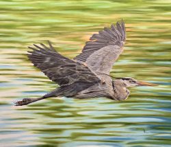 Great Blue Heron